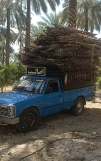 پیشنخل برگ خرما