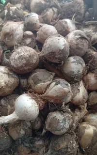 موسیر کوهی