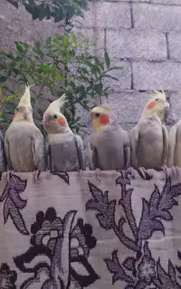 طوطی عروس هلندی