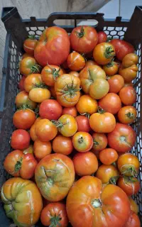 تماته کوردی