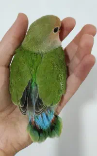 جوجه برزیلی سرلاکی