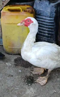 اردک