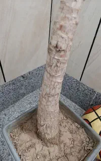 گل یوکا