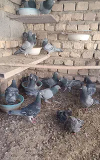 ۱۴ عدد نر و ماده سبز و‌مگس .و دو عدد جوجه