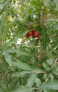 سیم کارت دائمی