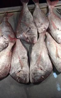 ماهی تازه جنوب