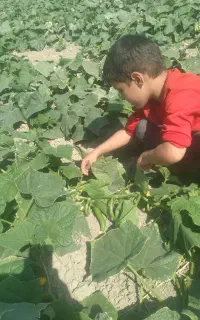 خیار شوری اعلابا سالادی رایگان