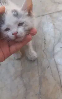 بچه گربه چشم آبی واگذار میشه  به صورت رایگان