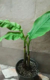 نهال موز و نخل پالم