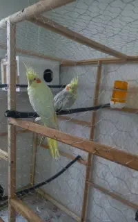 عروس هلندی