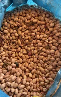 فروش لوبیا چیتی
