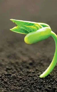 خاک باغچه خاک برای گلخانه ها خاک کشاورزی