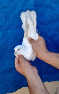 کبوتر مایه اصیل
