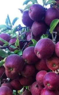 نهال سیب میراکل