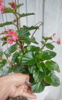 باکسی از گل‌های زیبا برای زیباسازی حیاط ومحوطه