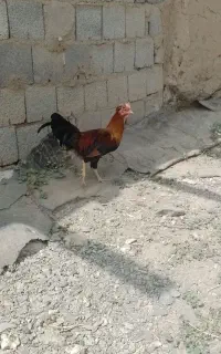 خروس گلین زیبا