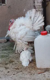 مرغ وخروس جوجه مرغ بوقلمون وبلدرچین