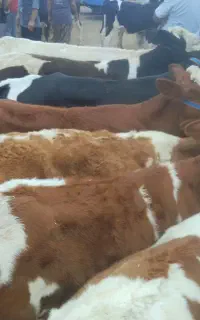 تهیه هرنوع دام سیمنتال نرماده رسمی نرماده