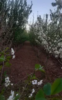 خدمات حرس درختان