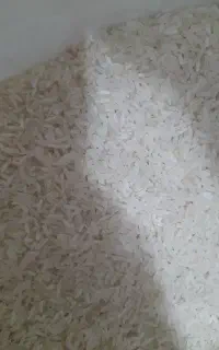 برنج تایلندی (رز گلد ) کشت درجه یک