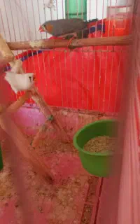 پرنده