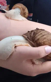 حلزون تخم گذار