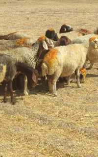 راس82میش داشتی جوان