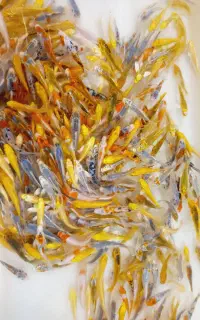 حراج به مناسبت ۲۲ سالگی مجموعه ماهی گلدفیشکوی