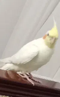 گمشده