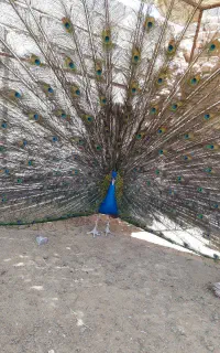 فروش پر طاووس