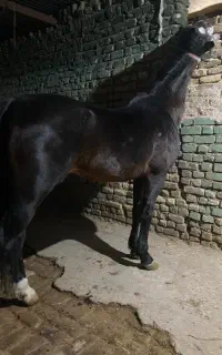 اسب دره شوری