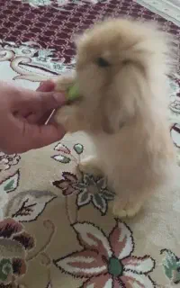 خرگوش لوپ نر ترکیشن