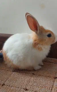 خرگوش ناز