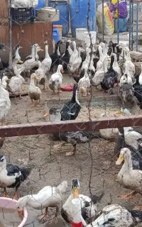 اردک