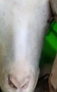 پاک کردن کله پاچه وسیر آبی