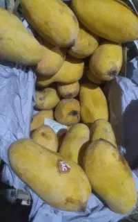 انبه درجه یک