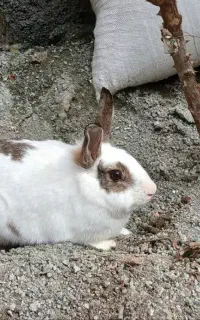 دو تا خرگوش هردو نر هستن