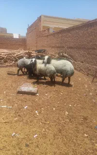 گوسفند شال