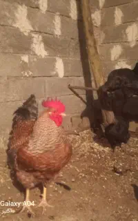 خروس بالغ