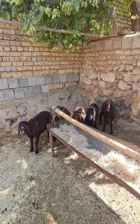 بره ریز ماده