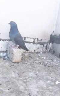 نر دم سفید فیلم