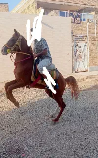 آموزش اسب سواری
