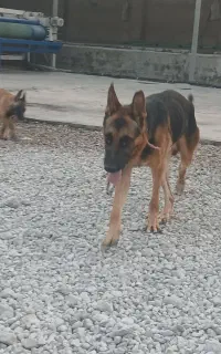 سگ ژرمن
