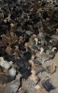 فروش جوجه دوماهه محلی اصل پاسیاه وگلپایگان کرمان