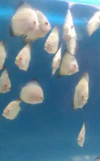 تعدادی جوجه دیسکس