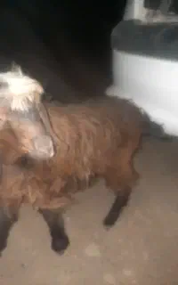 بزغاله نر سه ماهه