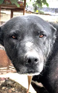 سگ سرابی نر