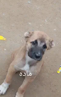 دانه ای 5میلیون تخفیف هم داره فروش فوری