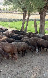گوسفند و میش