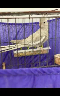 عروس هلندی